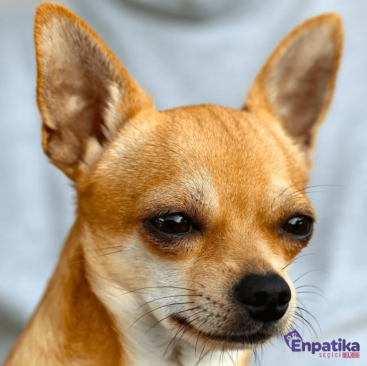 Chihuahua (Şivava) Cinsi Köpeklerin Özellikleri Nelerdir?